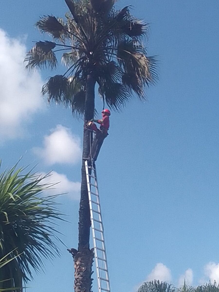 A Brands Tree Felling climber working at the top of a palm tree
